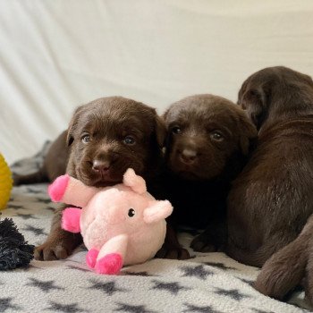 Chiot Retriever du Labrador Salsa ❤ Winston 2023 élevage du Fond de la Noye Chiot Retriever du Labrador Salsa ❤ Winston 2023 élevage du Fond de la Noye