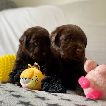 Chiot Retriever du Labrador Salsa ❤ Winston 2023 élevage du Fond de la Noye Chiot Retriever du Labrador Salsa ❤ Winston 2023 élevage du Fond de la Noye