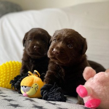 Chiot Retriever du Labrador Salsa ❤ Winston 2023 élevage du Fond de la Noye Chiot Retriever du Labrador Salsa ❤ Winston 2023 élevage du Fond de la Noye