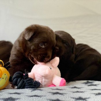 Chiot Retriever du Labrador Salsa ❤ Winston 2023 élevage du Fond de la Noye Chiot Retriever du Labrador Salsa ❤ Winston 2023 élevage du Fond de la Noye
