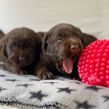 Chiot Retriever du Labrador Salsa ❤ Winston 2023 élevage du Fond de la Noye Chiot Retriever du Labrador Salsa ❤ Winston 2023 élevage du Fond de la Noye