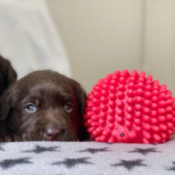 Chiot Retriever du Labrador Salsa ❤ Winston 2023 élevage du Fond de la Noye Chiot Retriever du Labrador Salsa ❤ Winston 2023 élevage du Fond de la Noye