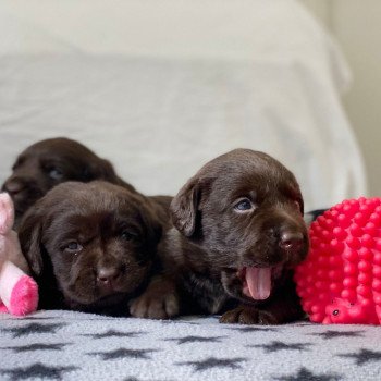 Chiot Retriever du Labrador Salsa ❤ Winston 2023 élevage du Fond de la Noye Chiot Retriever du Labrador Salsa ❤ Winston 2023 élevage du Fond de la Noye
