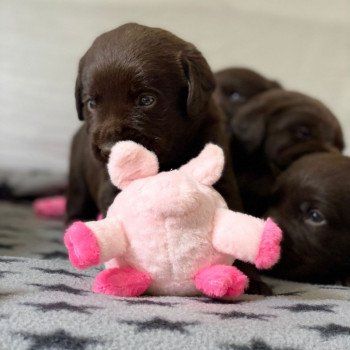 Chiot Retriever du Labrador Salsa ❤ Winston 2023 élevage du Fond de la Noye Chiot Retriever du Labrador Salsa ❤ Winston 2023 élevage du Fond de la Noye