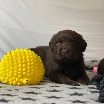 Chiot Retriever du Labrador Salsa ❤ Winston 2023 élevage du Fond de la Noye Chiot Retriever du Labrador Salsa ❤ Winston 2023 élevage du Fond de la Noye