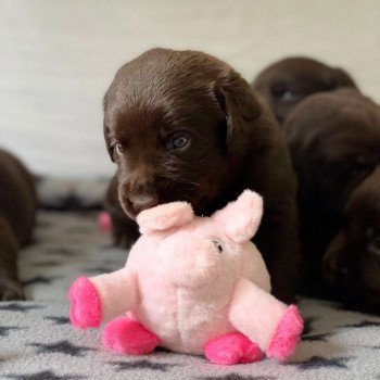 Chiot Retriever du Labrador Salsa ❤ Winston 2023 élevage du Fond de la Noye Chiot Retriever du Labrador Salsa ❤ Winston 2023 élevage du Fond de la Noye