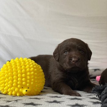 Chiot Retriever du Labrador Salsa ❤ Winston 2023 élevage du Fond de la Noye Chiot Retriever du Labrador Salsa ❤ Winston 2023 élevage du Fond de la Noye