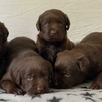 Chiot Retriever du Labrador Salsa ❤ Winston 2023 élevage du Fond de la Noye Chiot Retriever du Labrador Salsa ❤ Winston 2023 élevage du Fond de la Noye