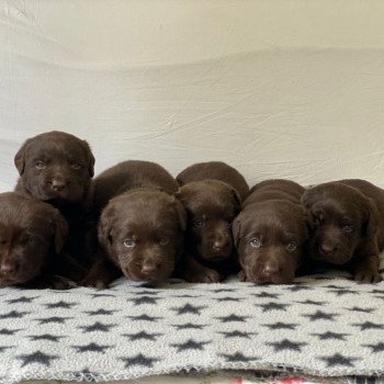 Chiot Retriever du Labrador Salsa ❤ Winston 2023 élevage du Fond de la Noye Chiot Retriever du Labrador Salsa ❤ Winston 2023 élevage du Fond de la Noye