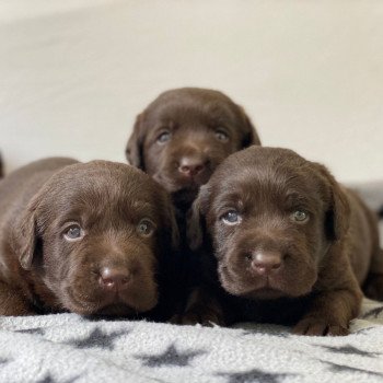 Chiot Retriever du Labrador Salsa ❤ Winston 2023 élevage du Fond de la Noye Chiot Retriever du Labrador Salsa ❤ Winston 2023 élevage du Fond de la Noye