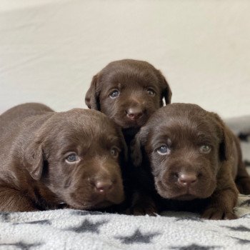 Chiot Retriever du Labrador Salsa ❤ Winston 2023 élevage du Fond de la Noye Chiot Retriever du Labrador Salsa ❤ Winston 2023 élevage du Fond de la Noye