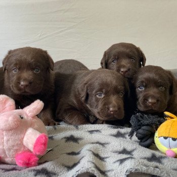 Chiot Retriever du Labrador Salsa ❤ Winston 2023 élevage du Fond de la Noye Chiot Retriever du Labrador Salsa ❤ Winston 2023 élevage du Fond de la Noye