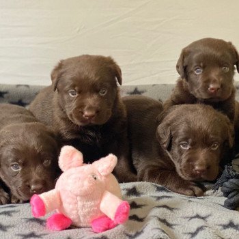 Chiot Retriever du Labrador Salsa ❤ Winston 2023 élevage du Fond de la Noye Chiot Retriever du Labrador Salsa ❤ Winston 2023 élevage du Fond de la Noye
