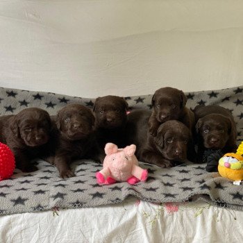 Chiot Retriever du Labrador Salsa ❤ Winston 2023 élevage du Fond de la Noye Chiot Retriever du Labrador Salsa ❤ Winston 2023 élevage du Fond de la Noye