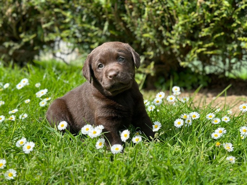 chiot (Portée Volga ❤ Winston) - Mâle chocolat du Fond de la Noye Mâle Retriever du Labrador