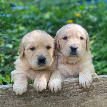 Chiot Golden retriever Schweppes ❤ Roméo 2023 élevage du Fond de la Noye Chiot Golden retriever Schweppes ❤ Roméo 2023 élevage du Fond de la Noye