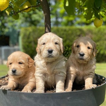 Chiot Golden retriever Schweppes ❤ Roméo 2023 élevage du Fond de la Noye Chiot Golden retriever Schweppes ❤ Roméo 2023 élevage du Fond de la Noye