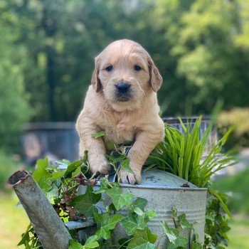 Chiot Golden retriever Schweppes ❤ Roméo 2023 élevage du Fond de la Noye Chiot Golden retriever Schweppes ❤ Roméo 2023 élevage du Fond de la Noye