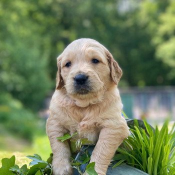 Chiot Golden retriever Schweppes ❤ Roméo 2023 élevage du Fond de la Noye Chiot Golden retriever Schweppes ❤ Roméo 2023 élevage du Fond de la Noye