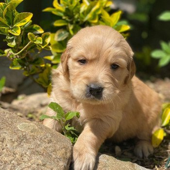 Chiot Golden retriever Schweppes ❤ Roméo 2023 élevage du Fond de la Noye Chiot Golden retriever Schweppes ❤ Roméo 2023 élevage du Fond de la Noye