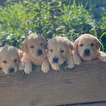 Chiot Golden retriever S'Quisse ❤ Roméo 2023 élevage du Fond de la Noye Chiot Golden retriever S'Quisse ❤ Roméo 2023 élevage du Fond de la Noye