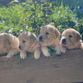 Chiot Golden retriever S'Quisse ❤ Roméo 2023 élevage du Fond de la Noye Chiot Golden retriever S'Quisse ❤ Roméo 2023 élevage du Fond de la Noye