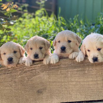 Chiot Golden retriever S'Quisse ❤ Roméo 2023 élevage du Fond de la Noye Chiot Golden retriever S'Quisse ❤ Roméo 2023 élevage du Fond de la Noye
