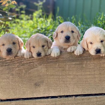 Chiot Golden retriever S'Quisse ❤ Roméo 2023 élevage du Fond de la Noye Chiot Golden retriever S'Quisse ❤ Roméo 2023 élevage du Fond de la Noye