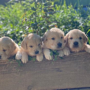 Chiot Golden retriever S'Quisse ❤ Roméo 2023 élevage du Fond de la Noye Chiot Golden retriever S'Quisse ❤ Roméo 2023 élevage du Fond de la Noye