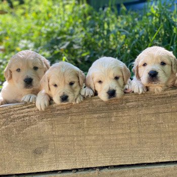 Chiot Golden retriever S'Quisse ❤ Roméo 2023 élevage du Fond de la Noye Chiot Golden retriever S'Quisse ❤ Roméo 2023 élevage du Fond de la Noye