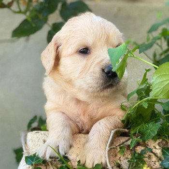 Chiot Golden retriever S'Quisse ❤ Roméo 2023 élevage du Fond de la Noye Chiot Golden retriever S'Quisse ❤ Roméo 2023 élevage du Fond de la Noye