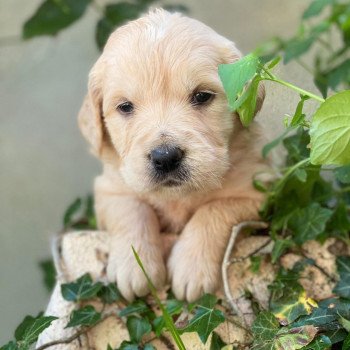 Chiot Golden retriever S'Quisse ❤ Roméo 2023 élevage du Fond de la Noye Chiot Golden retriever S'Quisse ❤ Roméo 2023 élevage du Fond de la Noye