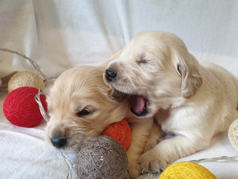 élevage du Fond de la Noye, Golden retriever, Labrador. Seine et Marne